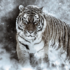 Выясняют, откуда сбежал амурский тигр, гуляющий по Крыму