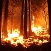 В крымском лесу сгорело полтора гектара растительности