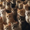 Храм в Крыму тратит на кошек до 40 000 рублей в месяц