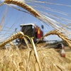 Америка следит за урожайностью зерна в Крыму