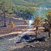Под Феодосией сгорело три гектара лесной подстилки