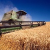 Аксенов надеется на рекордный урожай зерновых