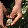 В огороде у крымской бабушки нашли сотни кустов мака