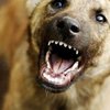 Жительница Севастополя заплатит 50 тысяч за зубастую собаку