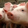 В Судаке и Краснодаре снова нашли чуму свиней
