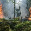 Под Симферополем загорелось несколько гектаров леса
