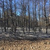 В Белогорском районе сгорело 150 гектаров леса