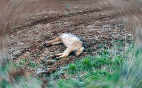 Волка, ночным воем мучившего жителей сел, застрелили в поле