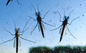 Мэр Джанкоя попросил горожан потерпеть комаров пока сами не сдохнут