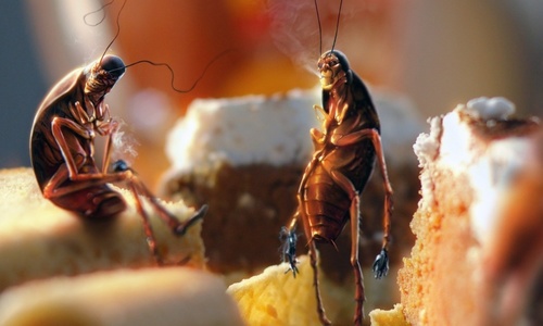 Ученые рассказали о миссии тараканов на Земле