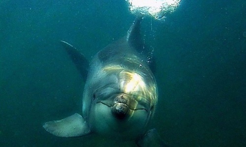 Керченский мост пугает дельфинов