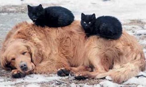 Севастополь заполонят бездомные кошки и собаки?