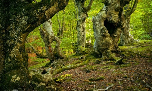 В Крыму на учет поставят 230 тысяч гектаров леса