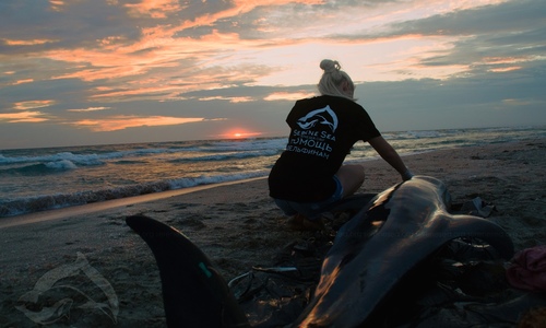 За год в Крыму выбросились на берег полсотни дельфинов