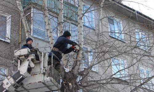 Феодосийские коммунальщики «наобрезали» деревья на 1,8 миллиона