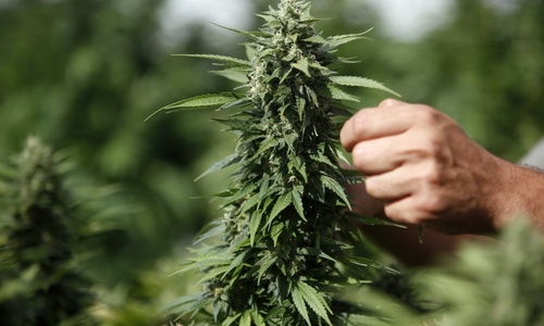 Попался на марихуане отзывы об браузере тор hudra