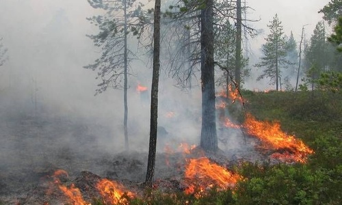 Крымские леса под угрозой пожаров