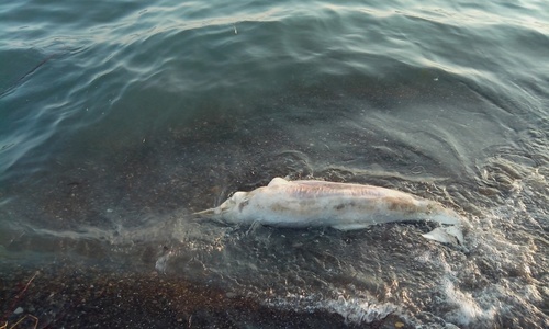 За три месяца в Крыму погибло 250 дельфинов