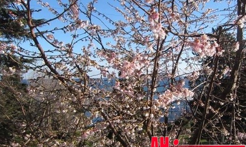 В Партените вовсю цветет сакура, в Ялте – магнолия