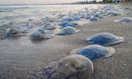 В Крыму объяснили обилие медуз