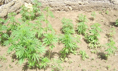 Конопля выращивал капусту марихуана наркотики