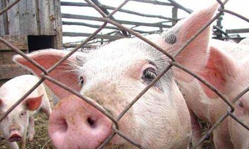 Африканская чума свиней вспыхнула в Белогорском районе
