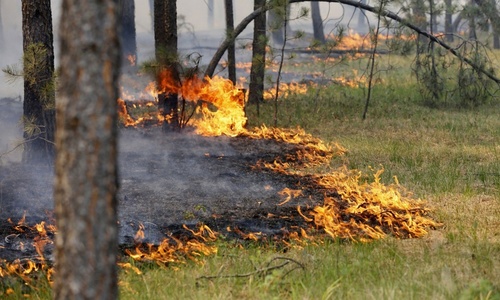 В Крыму сгорело 24 гектара травы около леса