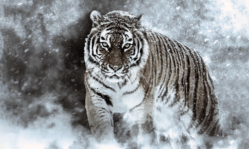 Выясняют, откуда сбежал амурский тигр, гуляющий по Крыму