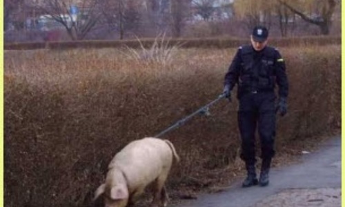 ФСБ и МВД выясняют, откуда взялась африканская чума свиней