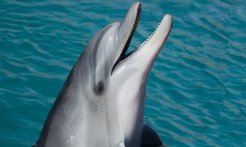Рядом с дельфинарием в Севастополе нашли мертвых дельфинов