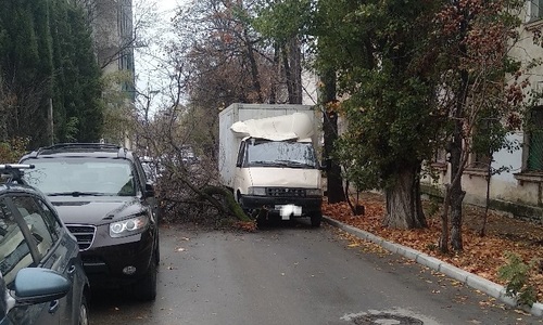 В центре Севастополя дерево упало на автомобили