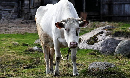 В Крыму пастух погиб от нападения быка
