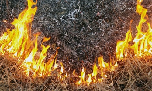 Жгучее солнце в Крыму привело к пожароопасности