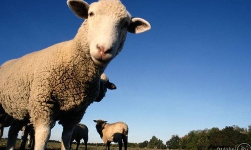В Крыму семейная пара «угнала» 9 овец
