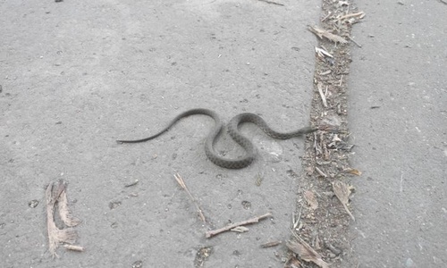 В Гагаринском парке Симферополя водятся змеи