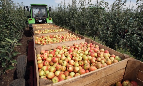 В Крыму соберут рекордный урожай яблок