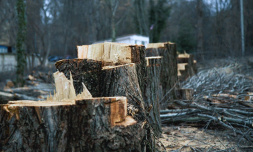 Москва пранировала вырубить на ЮБК миллион деревьев