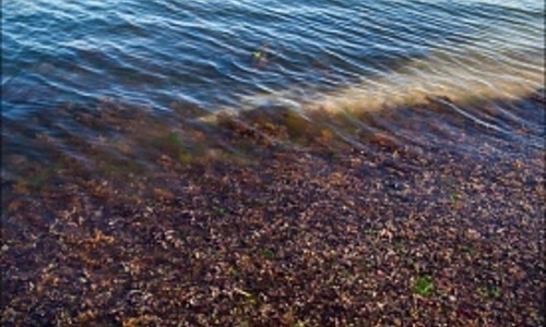 Евпаторийские пляжи атаковали морские водоросли