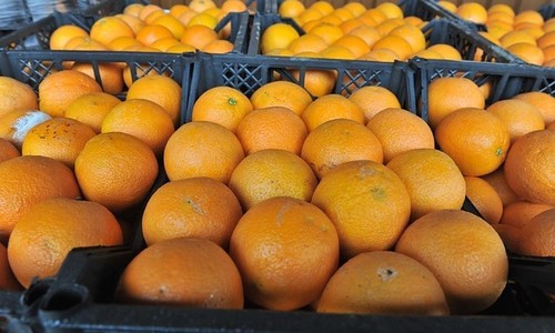Севастопольцам обещают сирийские апельсины