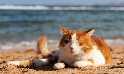 В Италии кошачий пляж привлекает туристов со всего мира