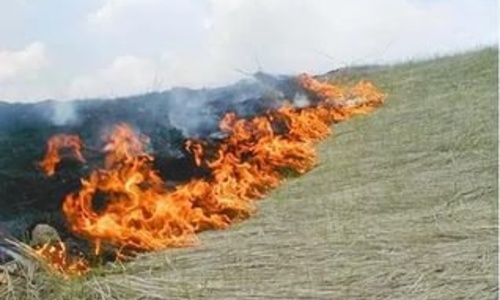 В Крыму сгорело 11 тысяч квадратных метров травы