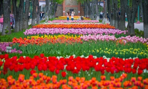 В Крыму стартовал «Парад тюльпанов»
