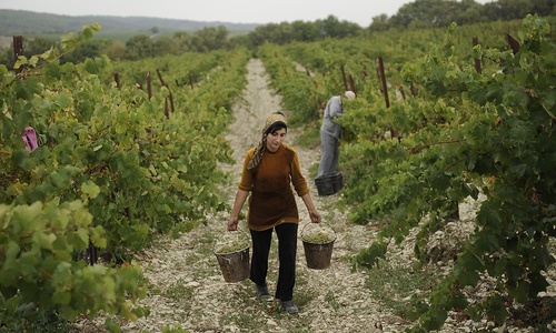 Немцы вытащат крымских виноградарей из каменного века