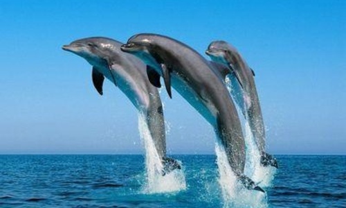 Путешествие дельфинов-нелегалов в Анапу не удалось