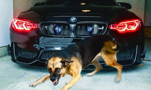 Крымская статистика показывает, что BMW– недобрая машина