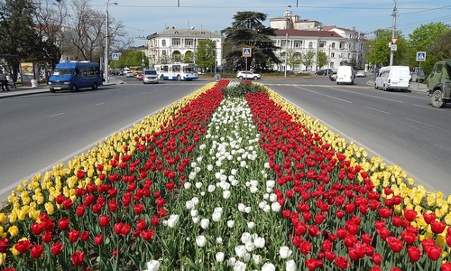 В Севастополе весной расцветут 320 тысяч тюльпанов
