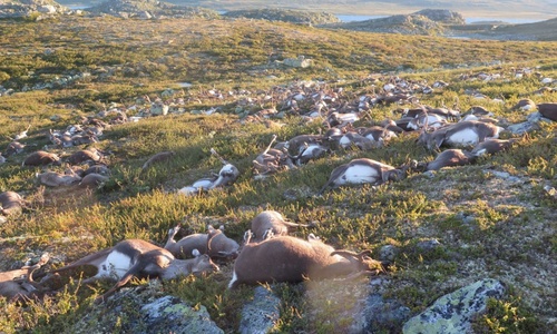 300 диких оленей убило молнией в Норвегии