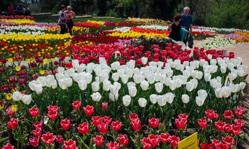 Никитский ботсад откроет парад тюльпанов 10 апреля