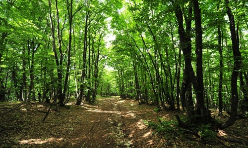 На крымские леса дадут в пять раз больше денег