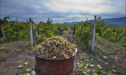 Виноделы готовят с Крымом крупнейшую сделку